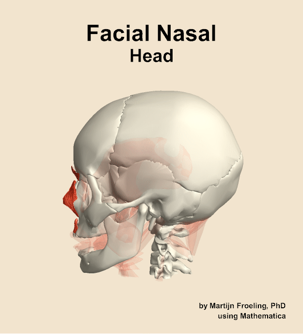 Muscles of the facial nasal compartment of the head