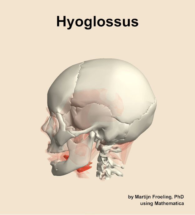 The hyoglossus muscle of the head
