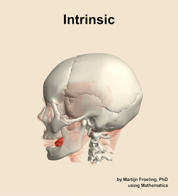 The intrinsic muscle of the head