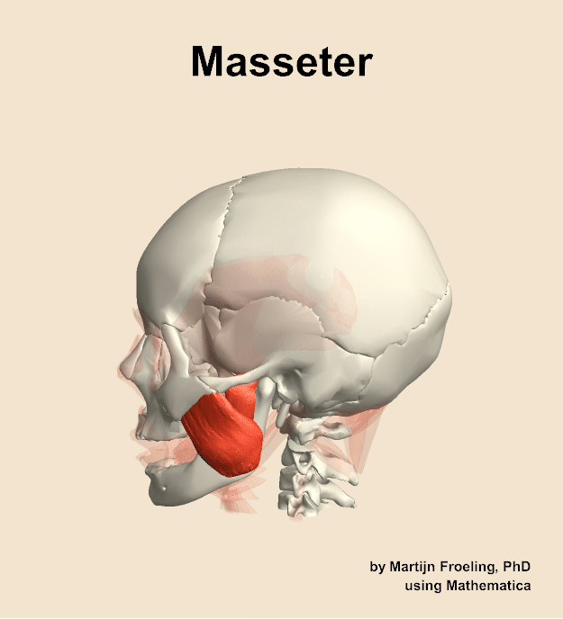 The masseter muscle of the head