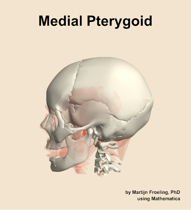 The medial pterygoid muscle of the head