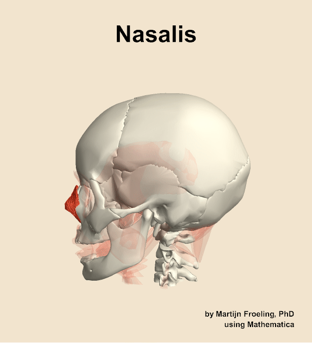 The nasalis muscle of the head