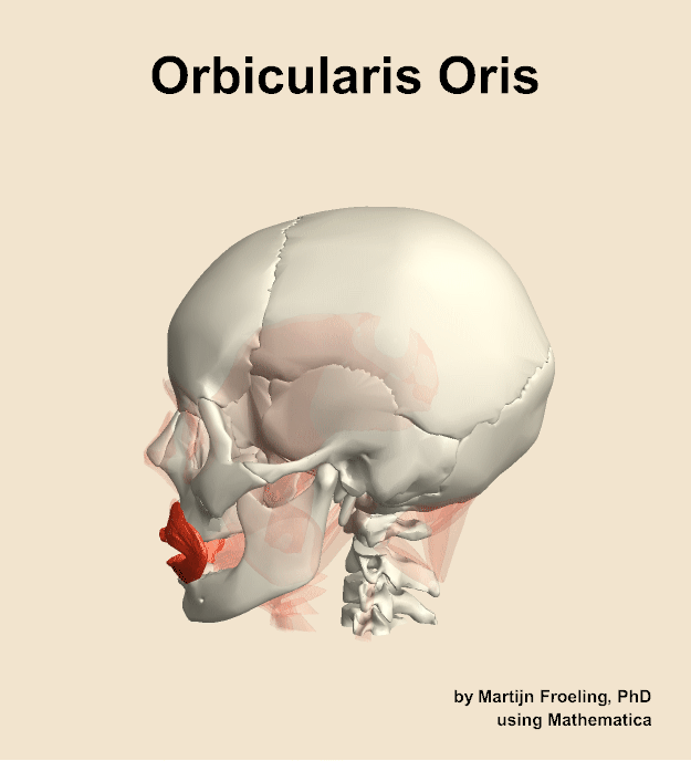 The orbicularis oris muscle of the head