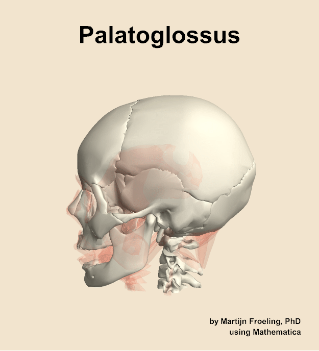 The palatoglossus muscle of the head