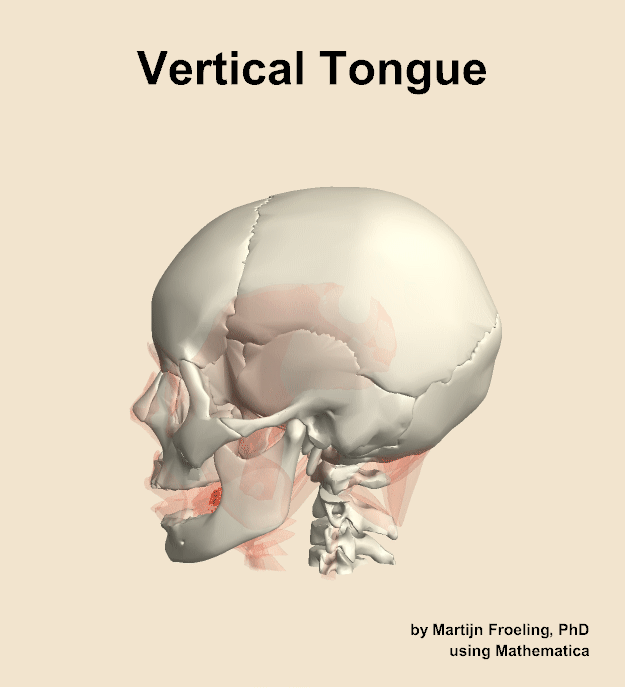 The vertical of the tongue muscle of the head