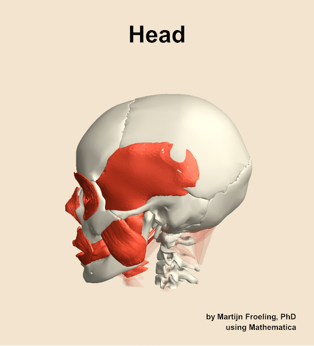 Muscles of the Head