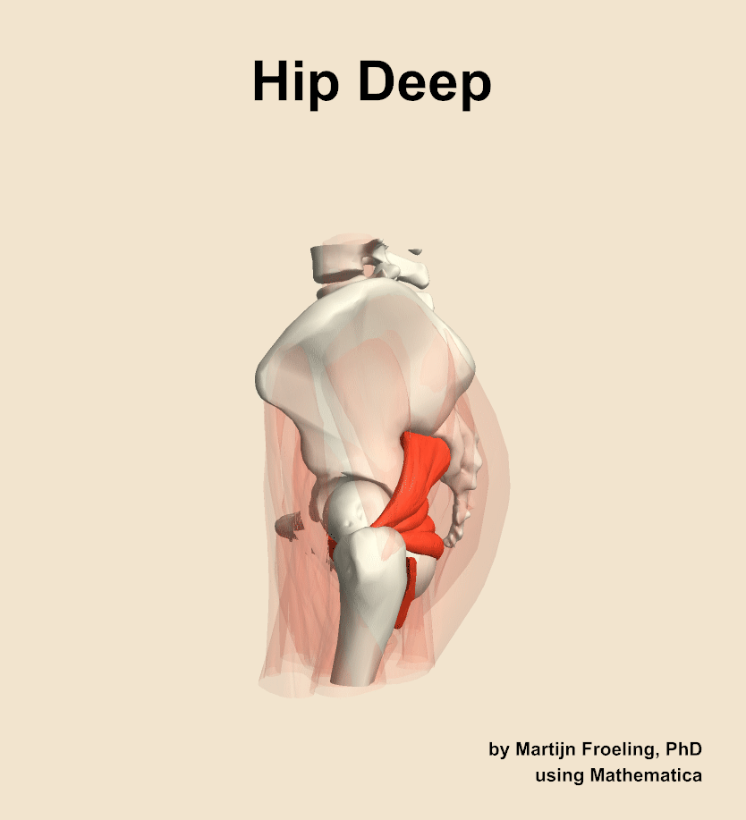 Muscles of the deep compartment of the hip