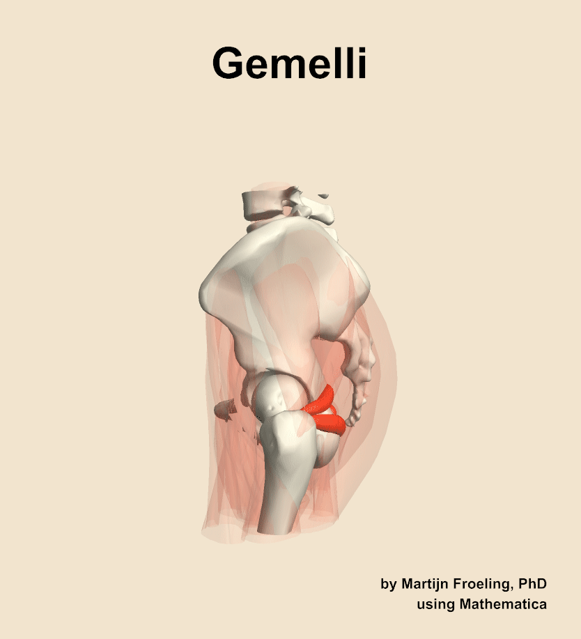 The gemelli muscle of the hip