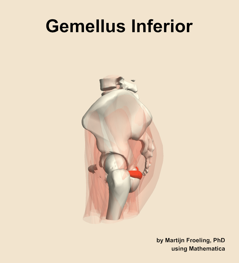 The gemellus inferior muscle of the hip