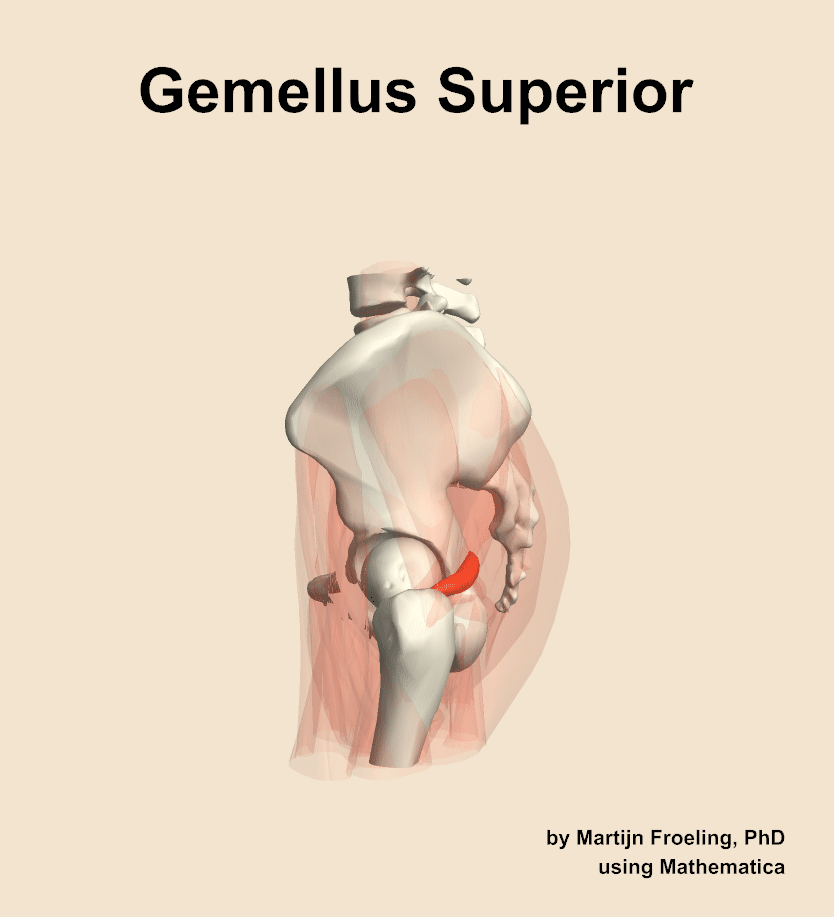 The gemellus superior muscle of the hip