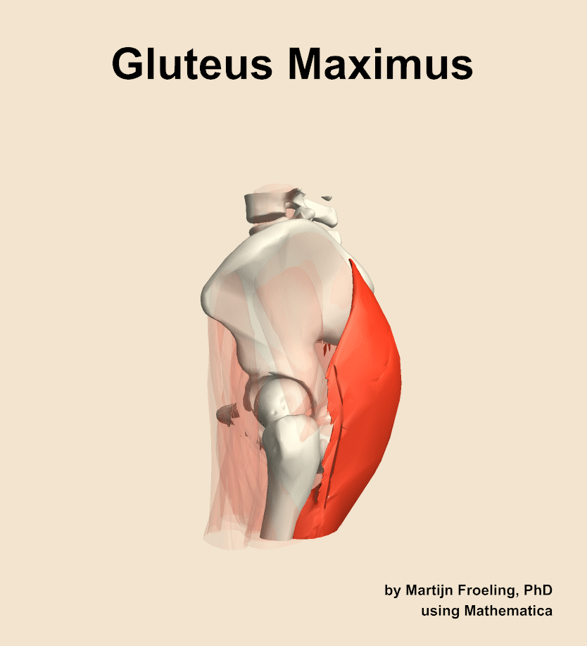 The gluteus maximus muscle of the hip