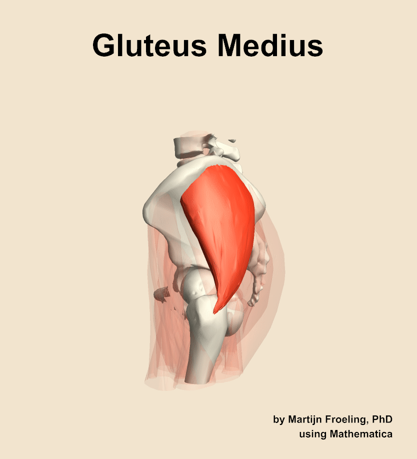 The gluteus medius muscle of the hip
