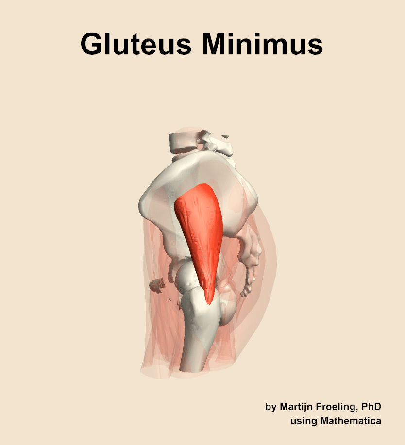 The gluteus minimus muscle of the hip