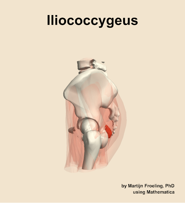 The iliococcygeus muscle of the hip