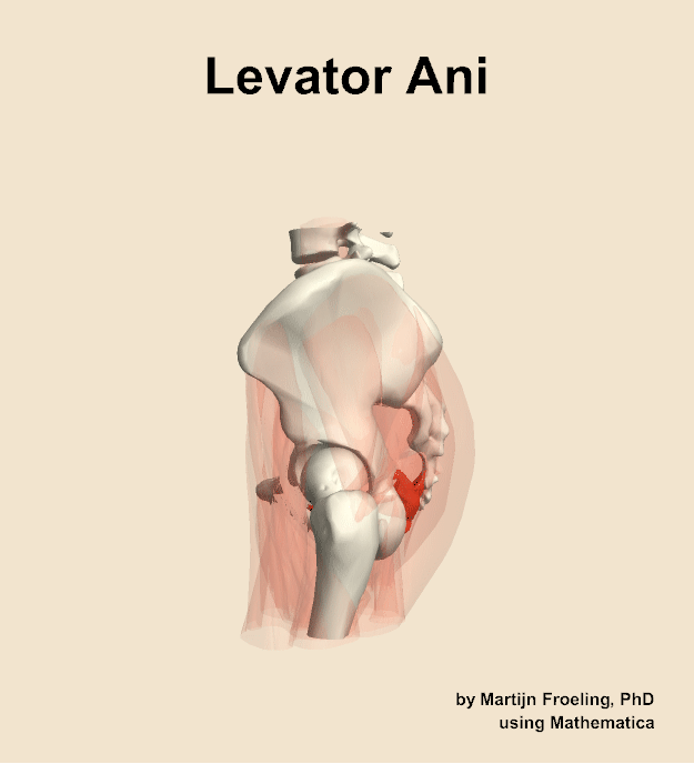 The levator ani muscle of the hip