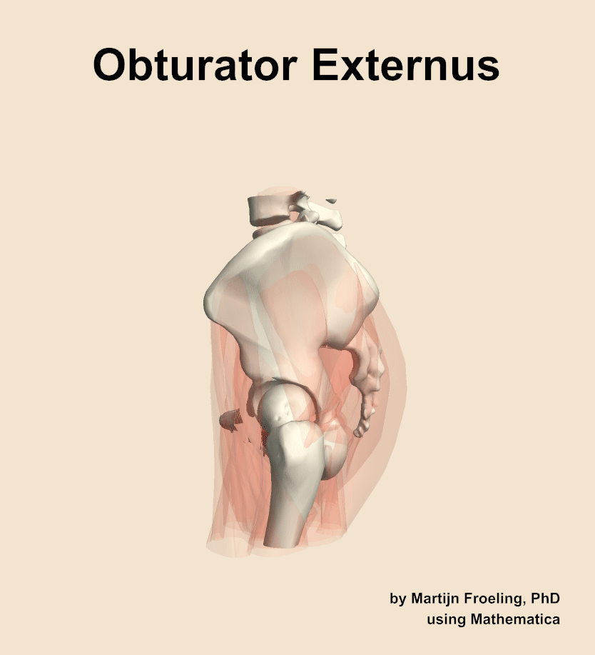 The obturator externus muscle of the hip