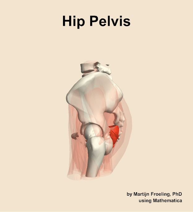 Muscles of the pelvis compartment of the hip
