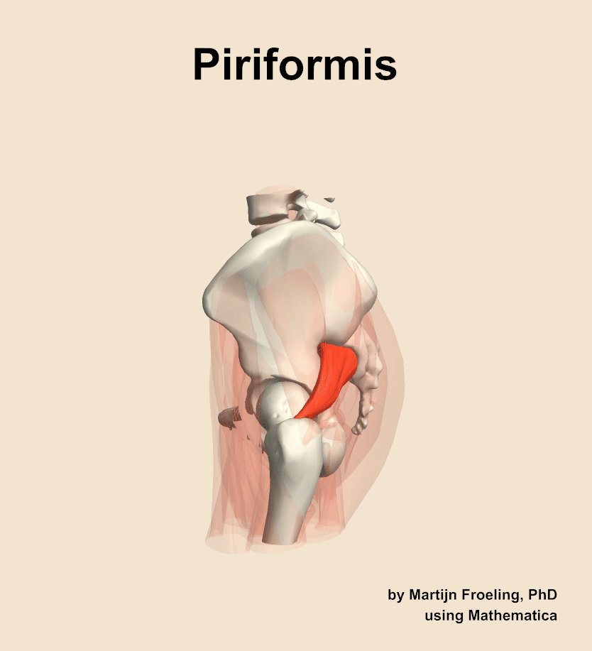 The piriformis muscle of the hip