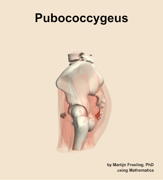 The pubococcygeus muscle of the hip