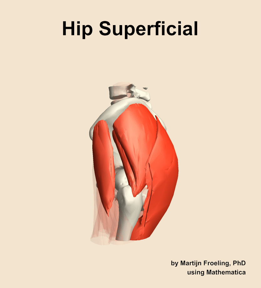 Muscles of the superficial compartment of the hip