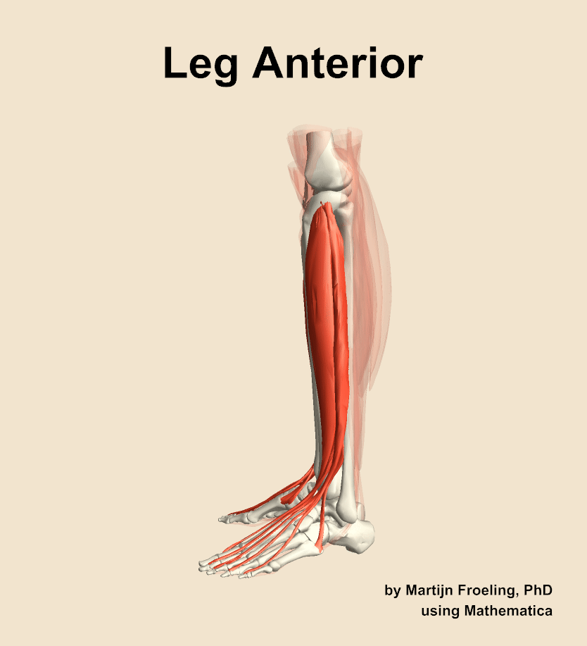 Muscles of the anterior compartment of the leg