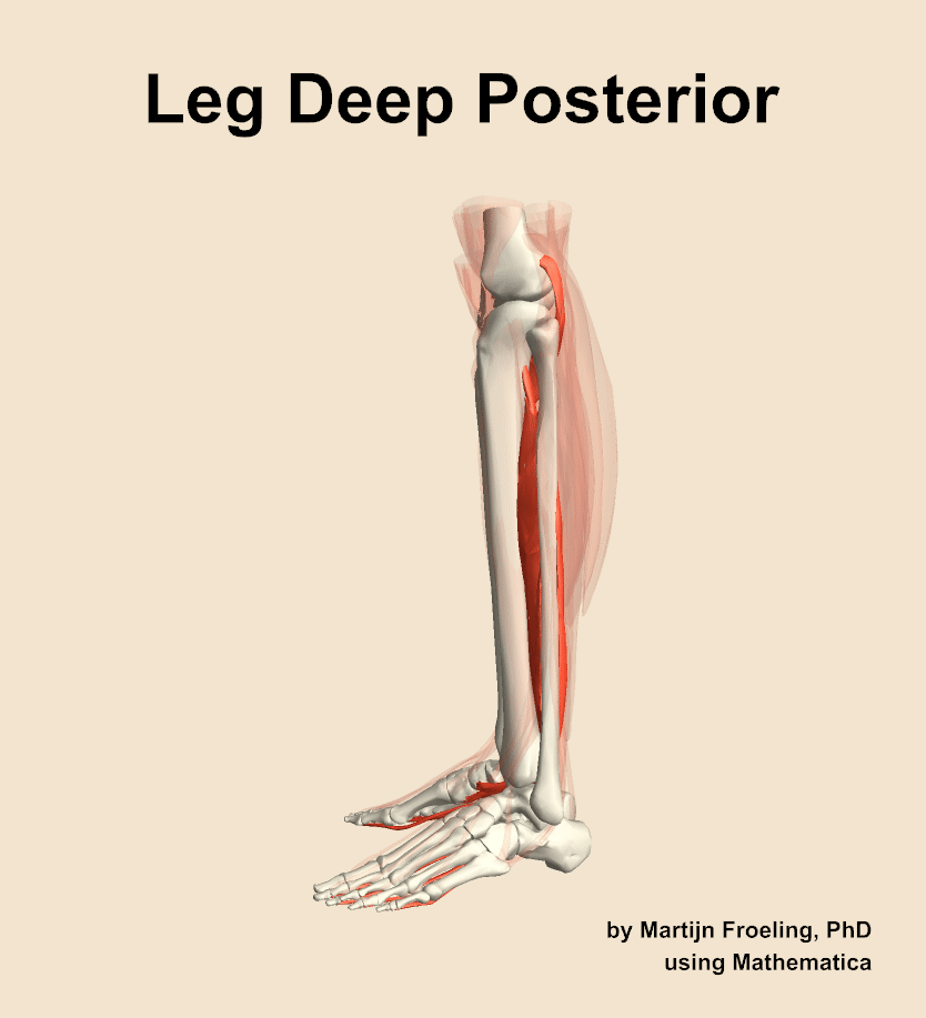 Muscles of the deep posterior compartment of the leg
