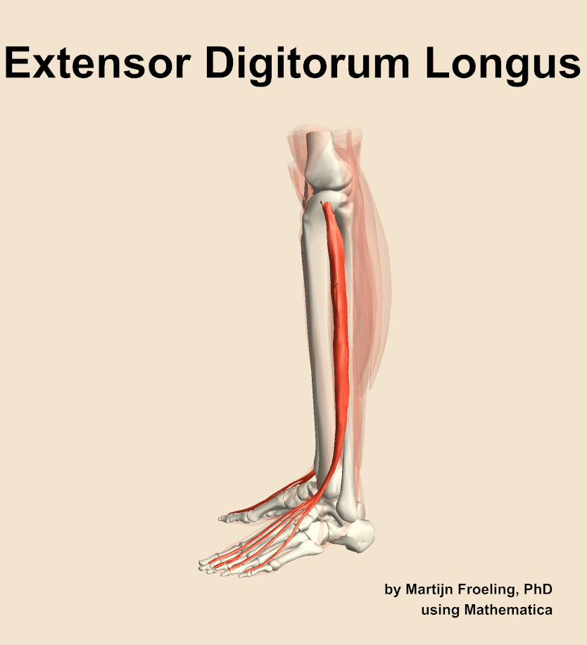 The extensor digitorum longus muscle of the leg