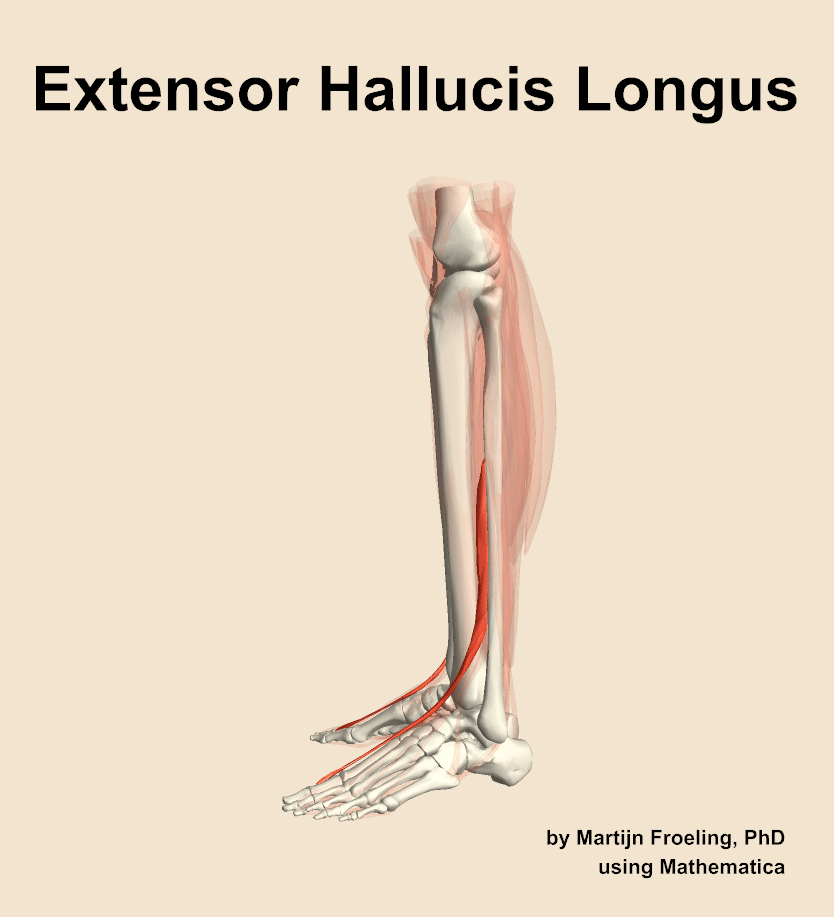 The extensor hallucis longus muscle of the leg