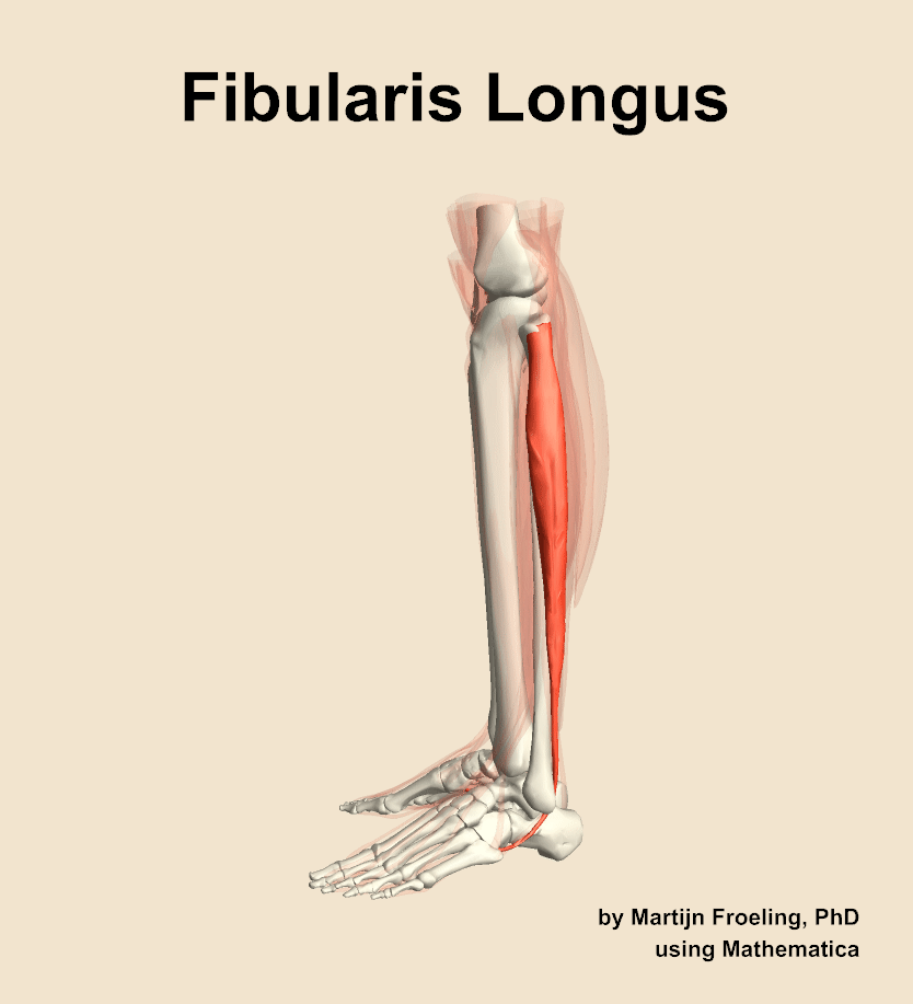 The fibularis longus muscle of the leg