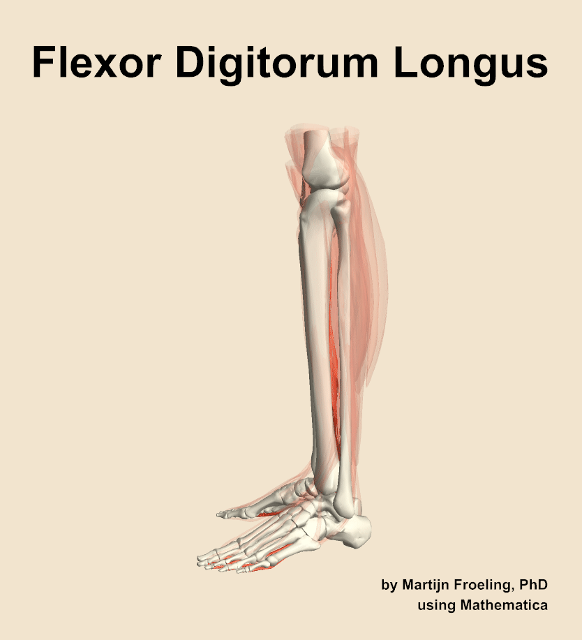 The flexor digitorum longus muscle of the leg
