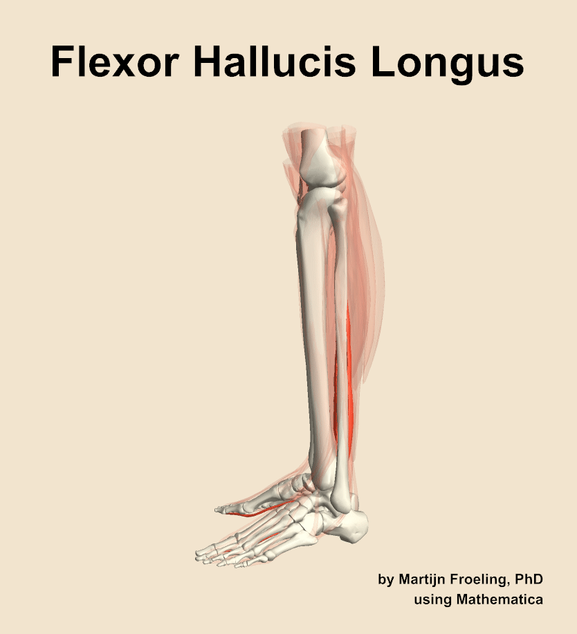 The flexor hallucis longus muscle of the leg
