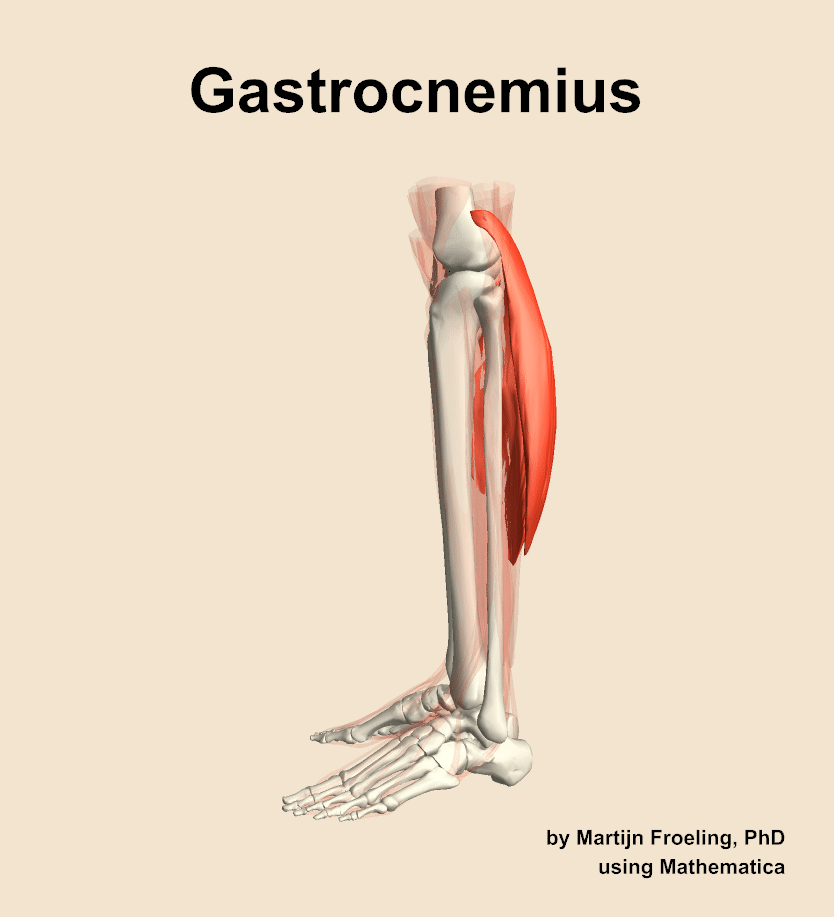 The gastrocnemius muscle of the leg