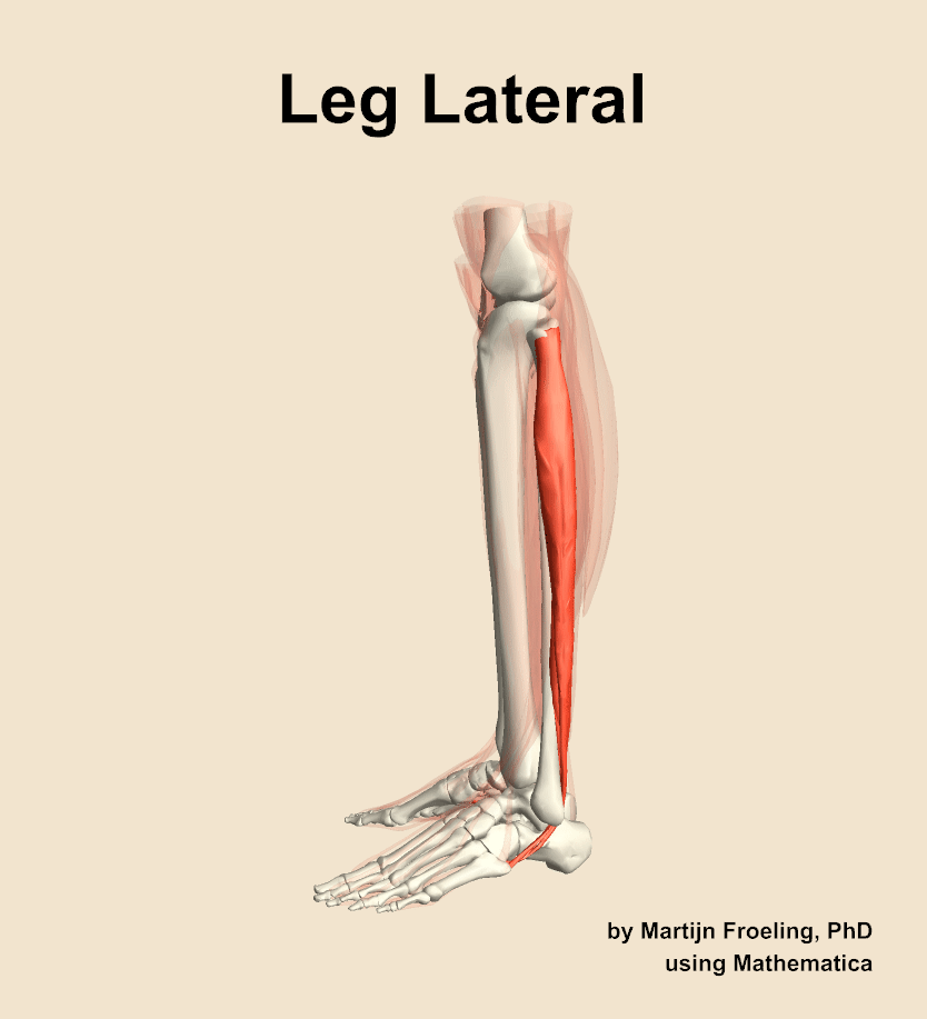 Muscles of the lateral compartment of the leg