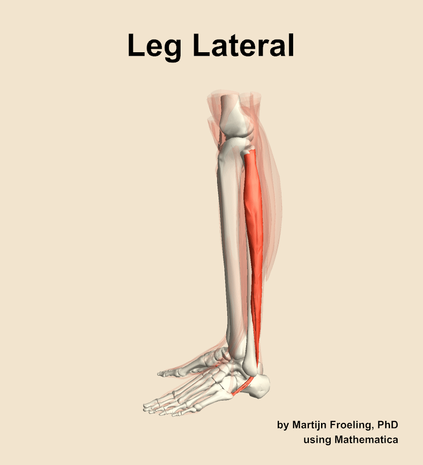 Muscles Of The Lateral Compartment Of The Leg