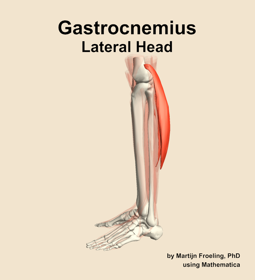 The lateral head of the gastrocnemius muscle of the leg