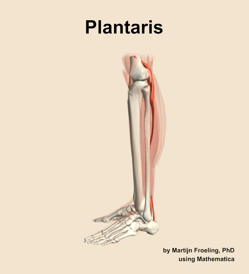 The plantaris muscle of the leg