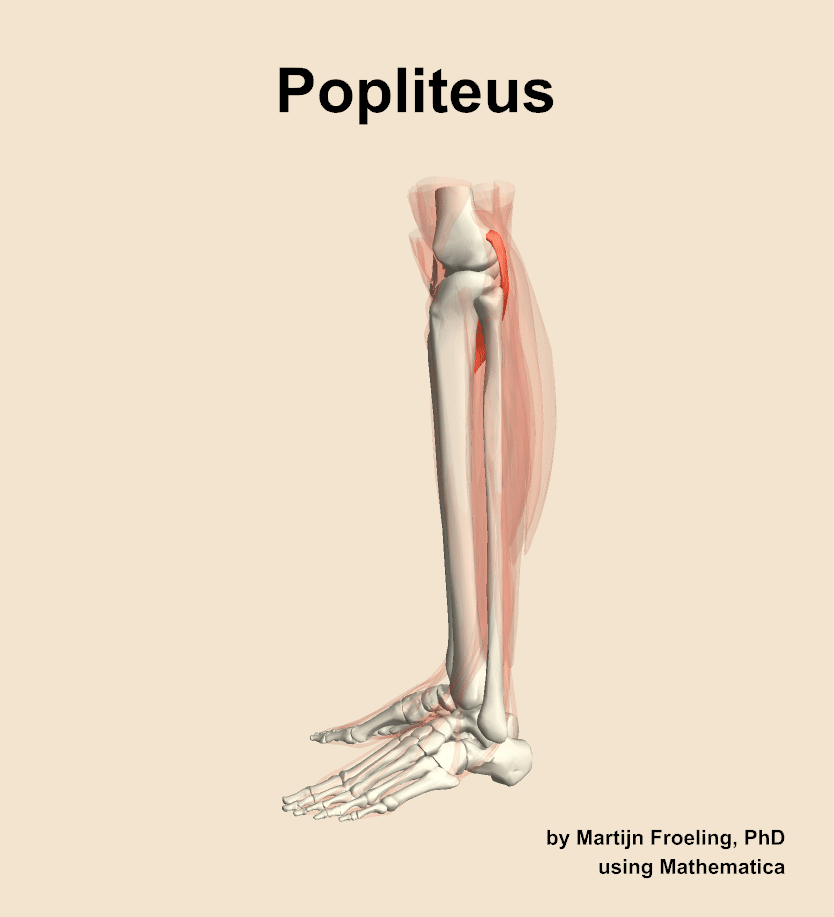 The popliteus muscle of the leg