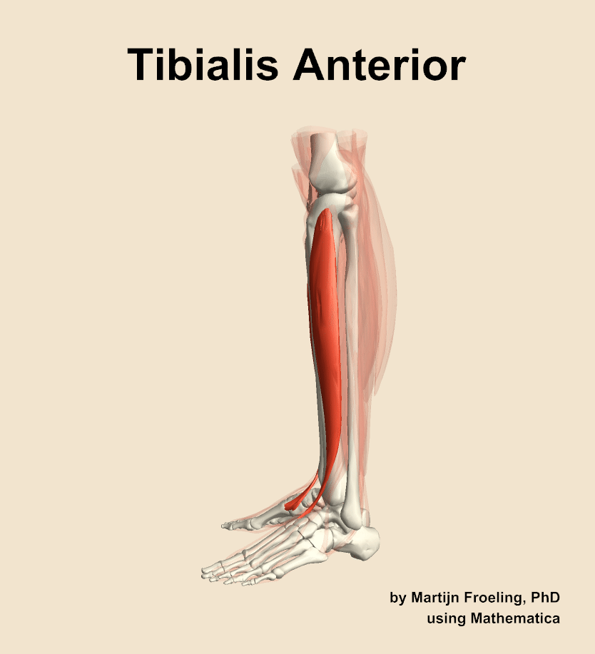 The tibialis anterior muscle of the leg
