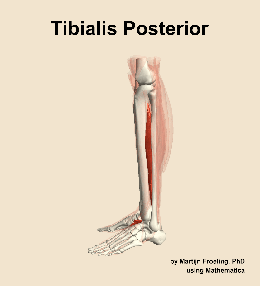 The tibialis posterior muscle of the leg