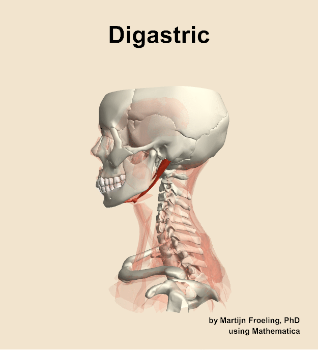The digastric muscle of the neck