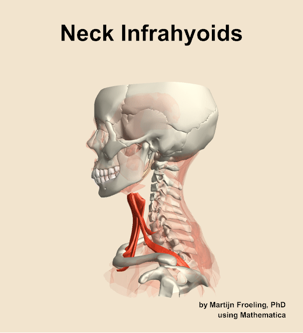Muscles of the infrahyoids compartment of the neck