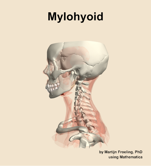 The mylohyoid muscle of the neck