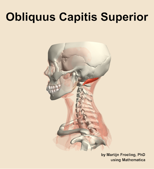 The obliquus capitis superior muscle of the neck