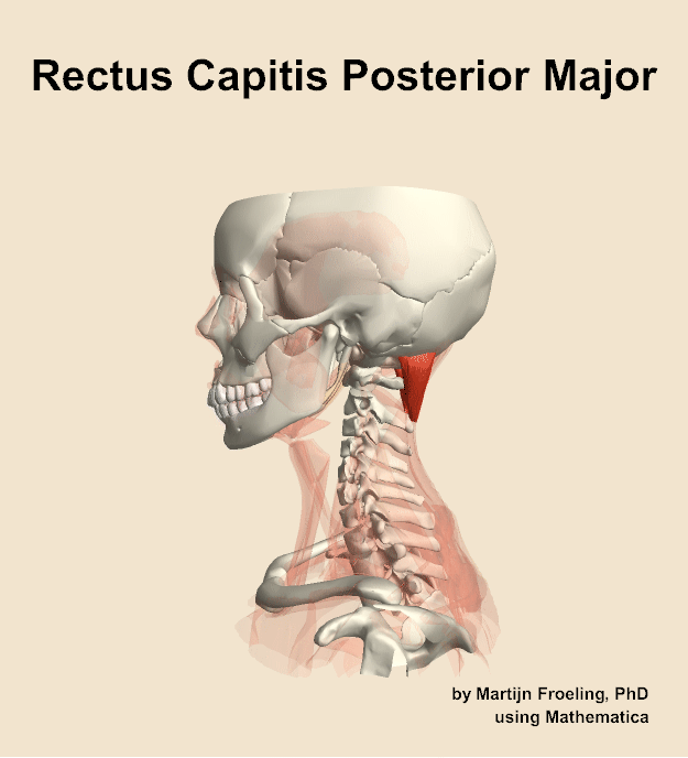 The rectus capitis posterior major muscle of the neck