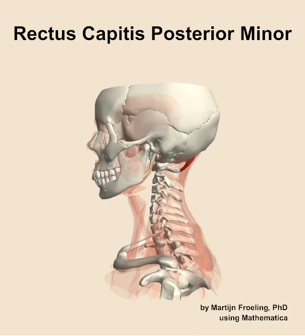 The rectus capitis posterior minor muscle of the neck