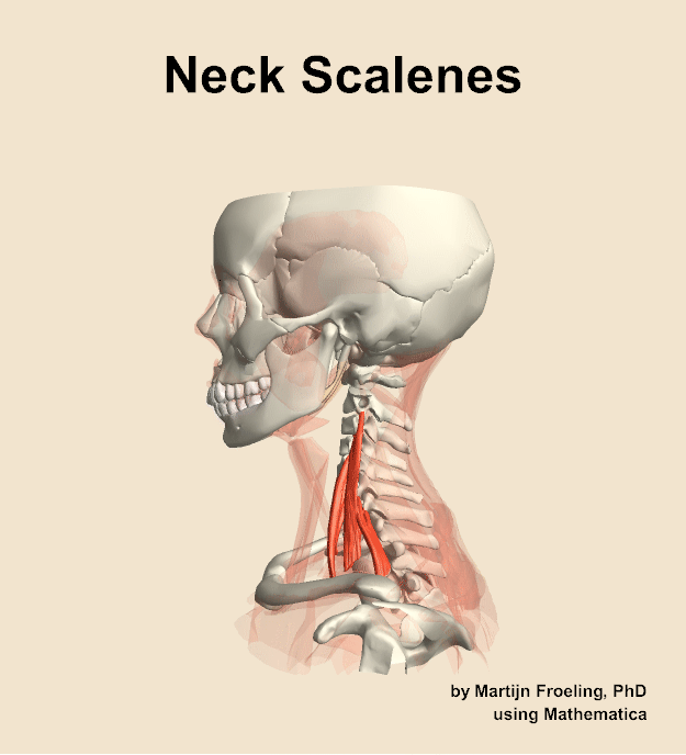 Muscles of the scalenes compartment of the neck