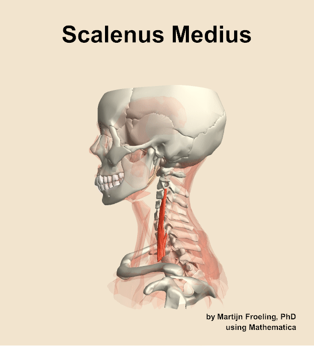 The scalenus medius muscle of the neck