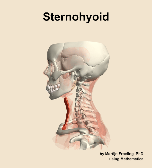 The sternohyoid muscle of the neck