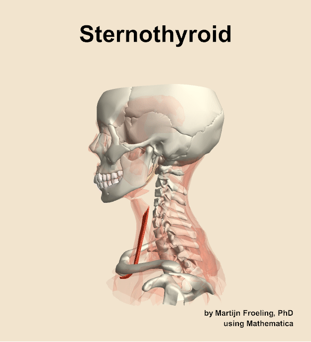The sternothyroid muscle of the neck