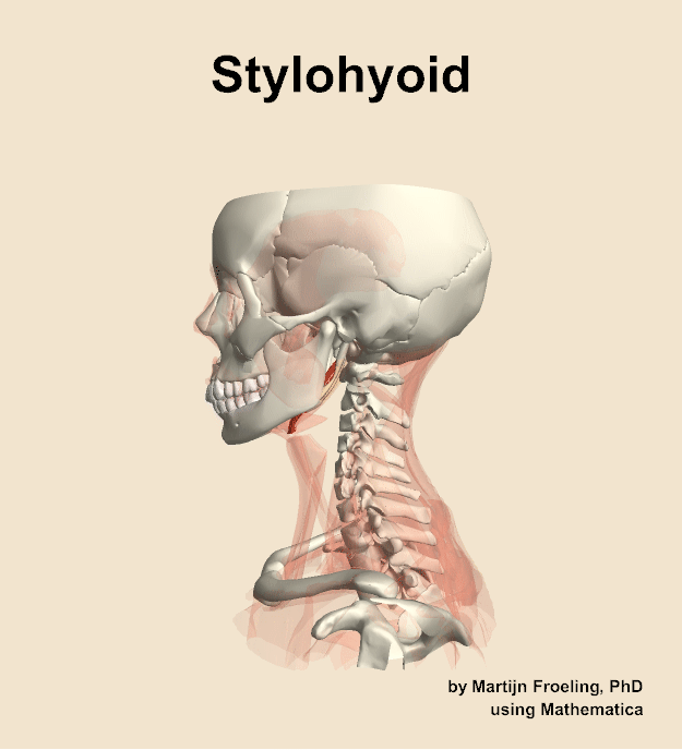 The stylohyoid muscle of the neck